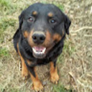 Meet your Posher, Leopoldo